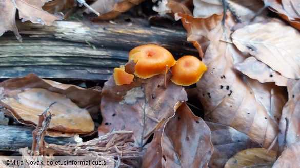 Hygrocybe miniata