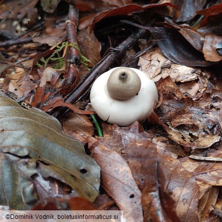 Geastrum fimbriatum