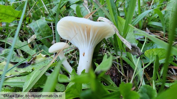 Hygrocybe virginea var. virginea