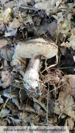 Leccinum scabrum