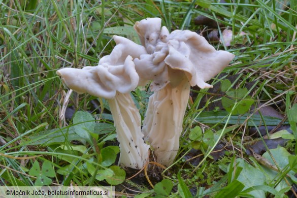 Helvella crispa