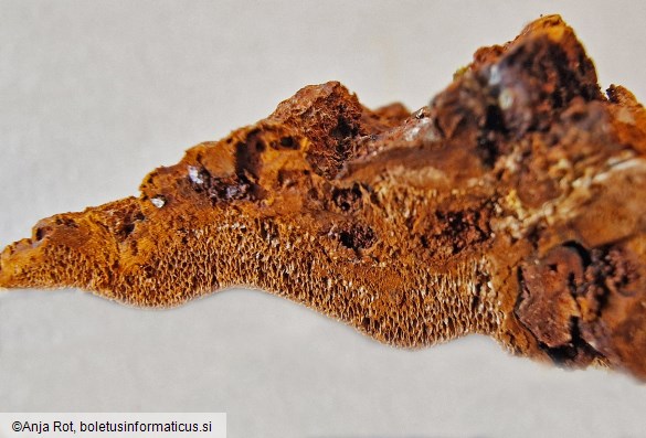 Phellinopsis conchata