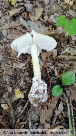 Amanita phalloides