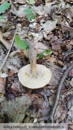 Leccinellum pseudoscabrum