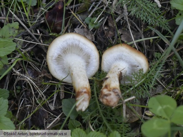 Pholiota lubrica