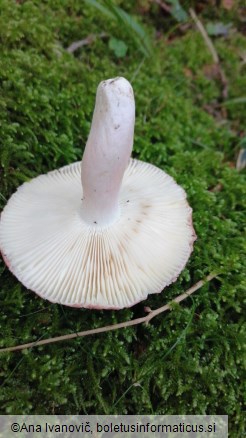 Russula violeipes