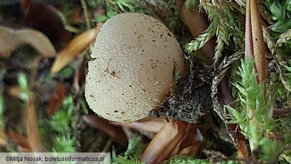 Tarzetta catinus