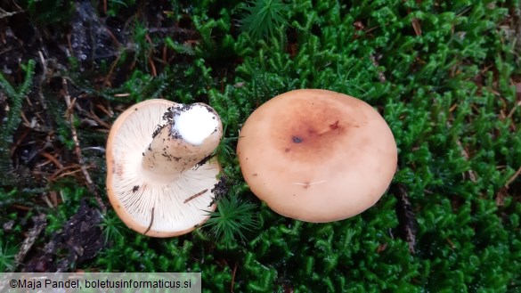 Lactarius volemus