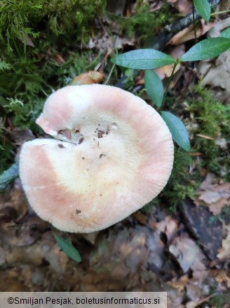 Russula aurora