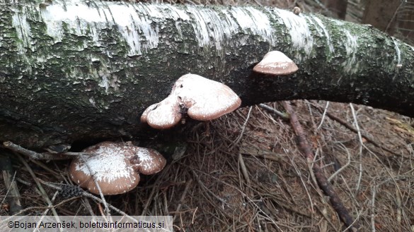 Piptoporus betulinus