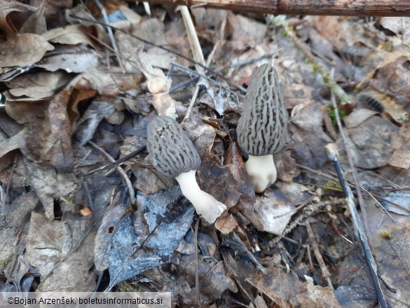 Morchella conica