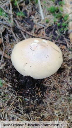 Cortinarius caperatus