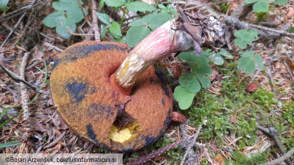 Neoboletus erythropus