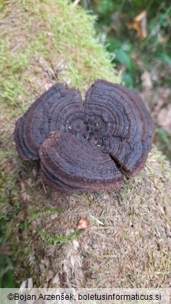 Gloeophyllum sepiarium