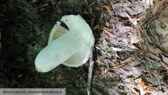 Russula virescens