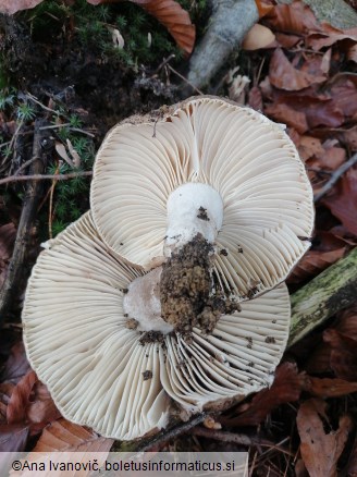 Russula adusta