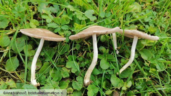 Coprinellus disseminatus