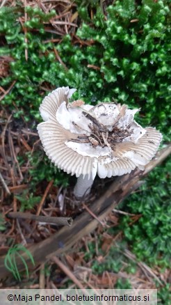 Amanita vaginata