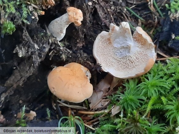 Hydnum repandum f. amarum