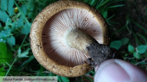 Lactarius necator