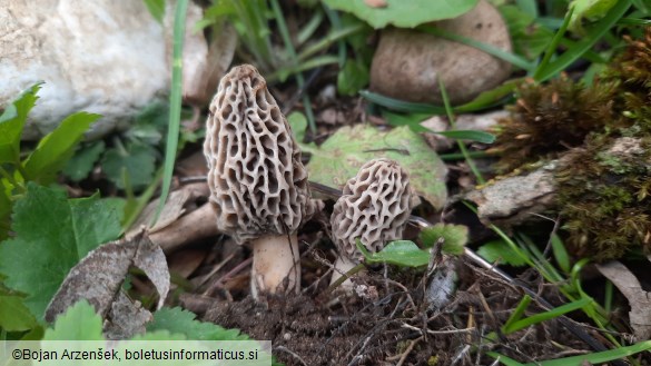 Morchella esculenta