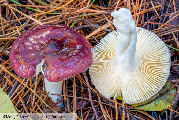 Russula caerulea