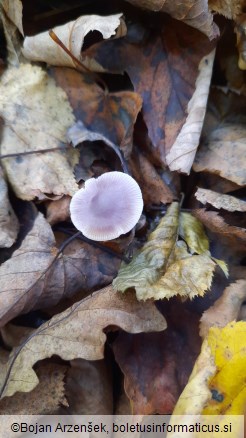 Mycena pura