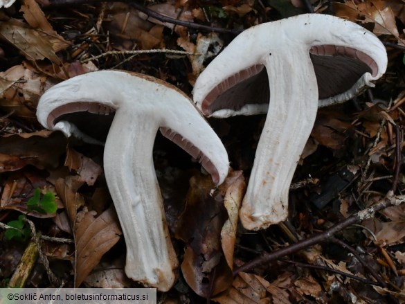 Agaricus bisporus