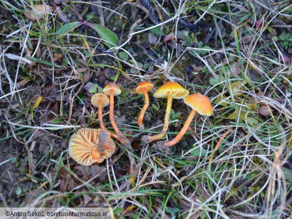 Hygrocybe insipida