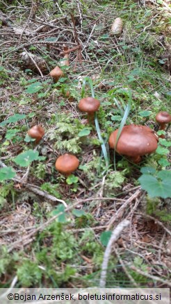 Cortinarius rubellus