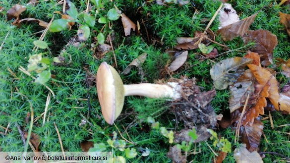 Suillus bovinus