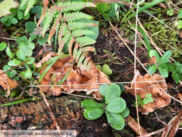 Craterellus lutescens