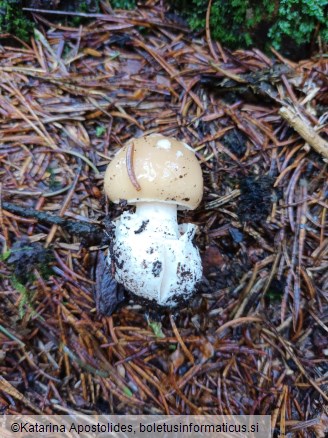 Amanita gemmata