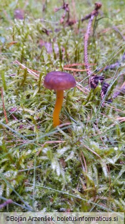 Cantharellus tubaeformis