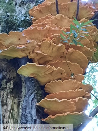 Laetiporus sulphureus