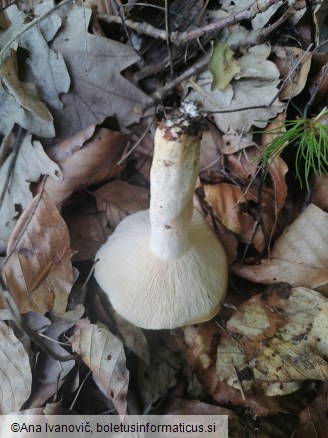 Lactarius piperatus