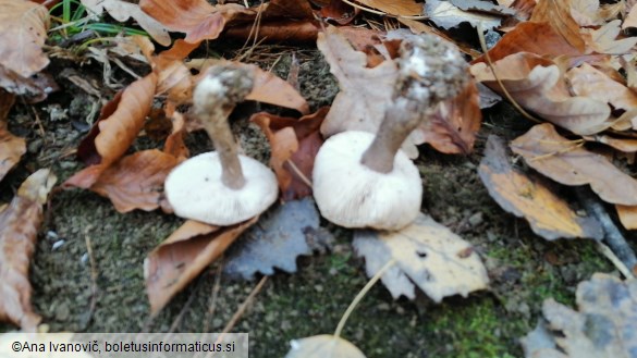 Tricholoma terreum