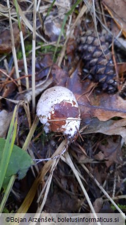 Clathrus archeri