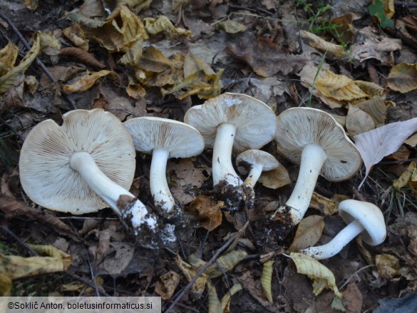 Tricholoma stiparophyllum