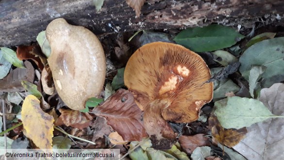 Paxillus involutus