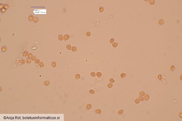 Steccherinum bourdotii