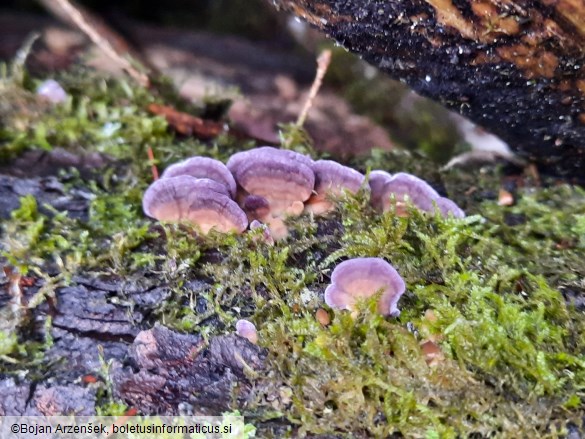Trichaptum biforme