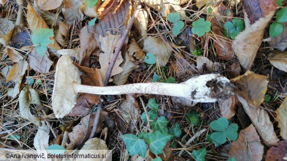 Amanita vaginata