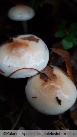 Hygrophorus lindtneri