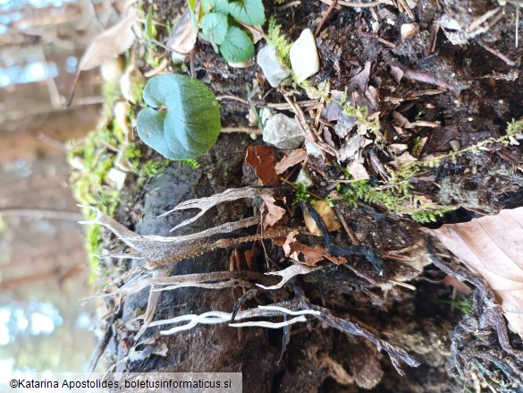 Xylaria hypoxylon