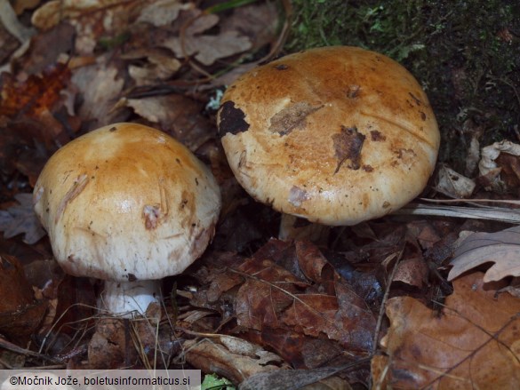 Cortinarius largus