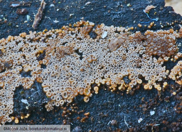 Merismodes anomala