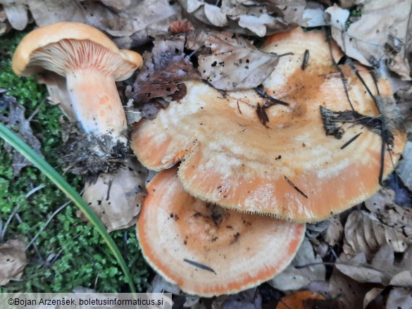 Lactarius salmonicolor