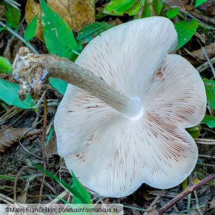 Pluteus petasatus