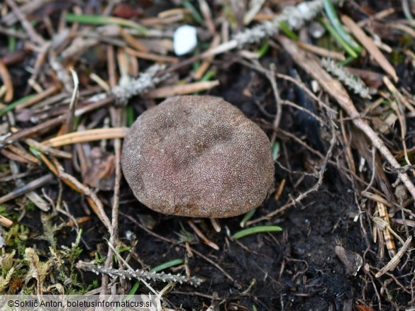 Elaphomyces granulatus